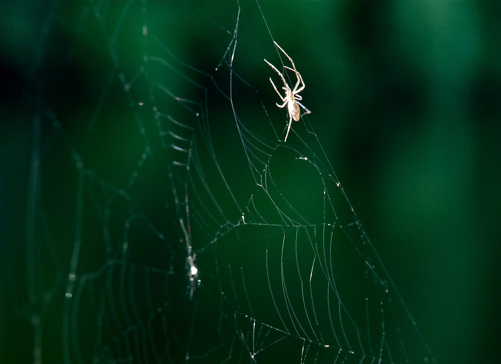 Spider by houser934