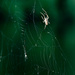 Spider by houser934