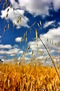 3rd Aug 2013 - Summer wheat...