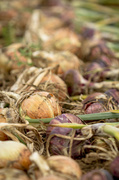 2nd Aug 2013 - drying onions