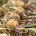 drying onions by jantan