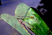 27th Jul 2013 - Dragonfly II