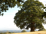 3rd Aug 2013 - English oak.....