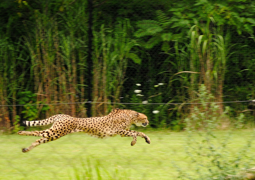 Fly Like a Cheetah by alophoto