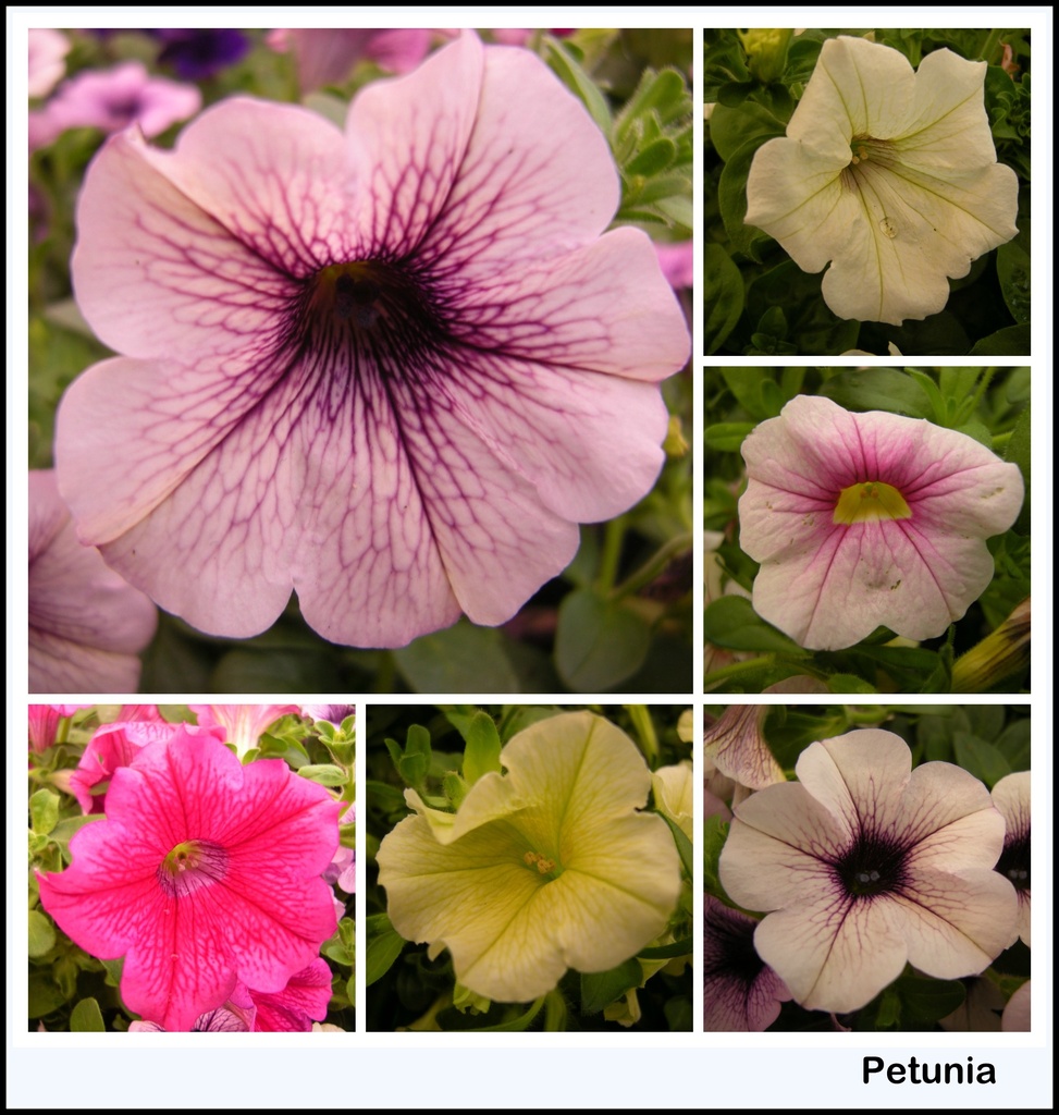 Petunia`s by pyrrhula