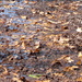 2013 08 03 Fallen Leaves by kwiksilver