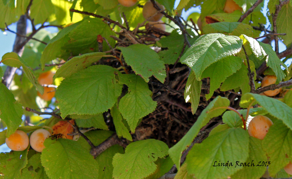 Bird nest in Plum Tree by grannysue