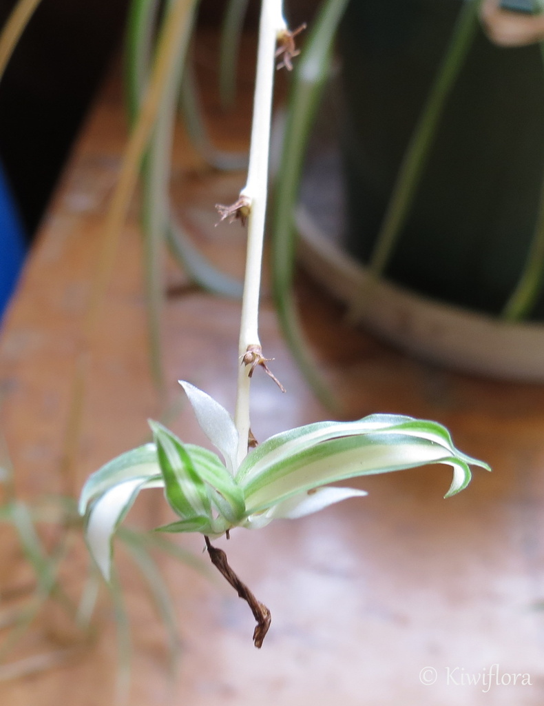 Chlorophytum comosum 'Vittatum' by kiwiflora