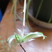Chlorophytum comosum 'Vittatum' by kiwiflora