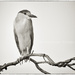 Another Night Heron by aikiuser