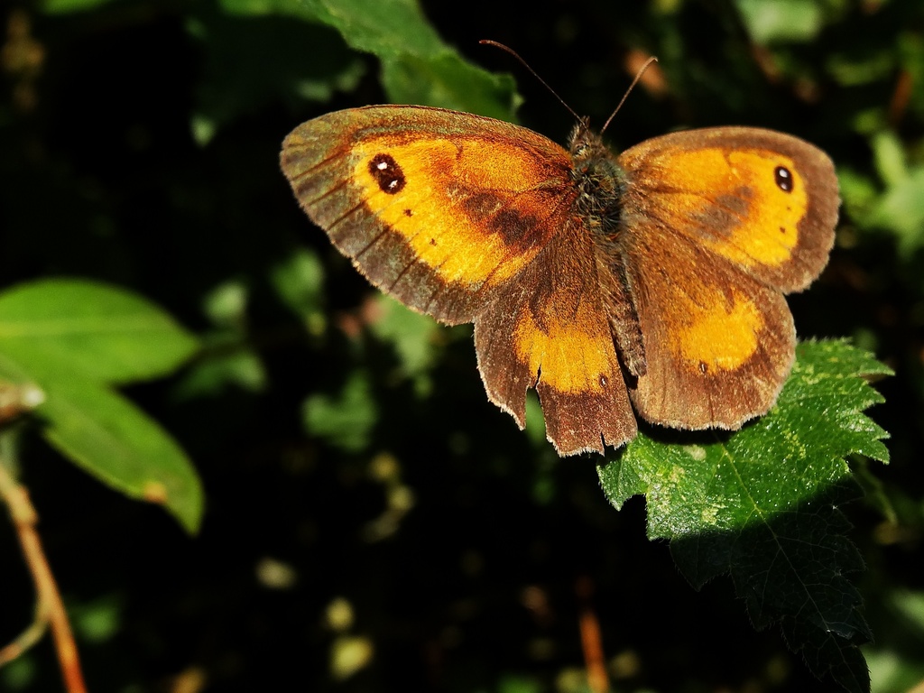 Gatekeeper butterfly - 03-8 by barrowlane