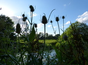 4th Aug 2013 - teasels along the canal at Brambridge