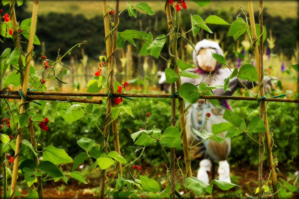 runner beans and scarecrow by jantan