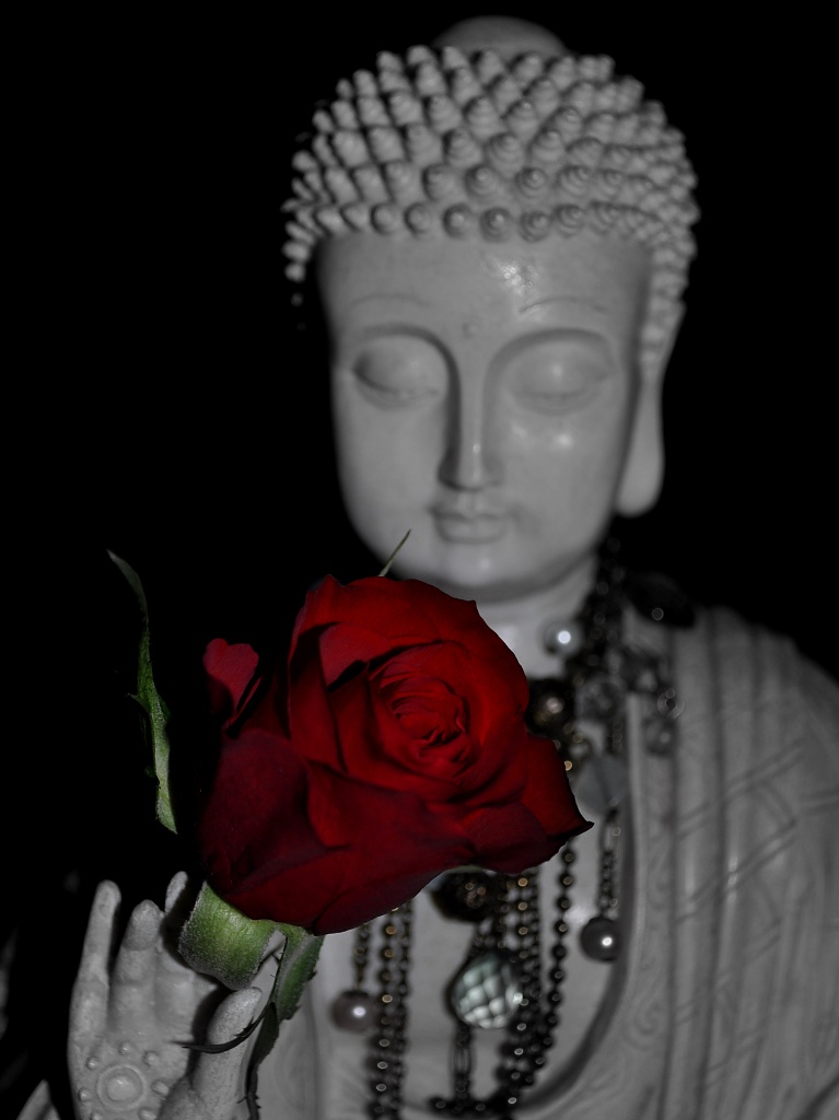 Red Rose and Buddha by andycoleborn