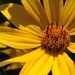 sunflower by wiesnerbeth