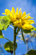 4th Aug 2013 - Sunflower