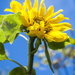 Sunflower by ragnhildmorland