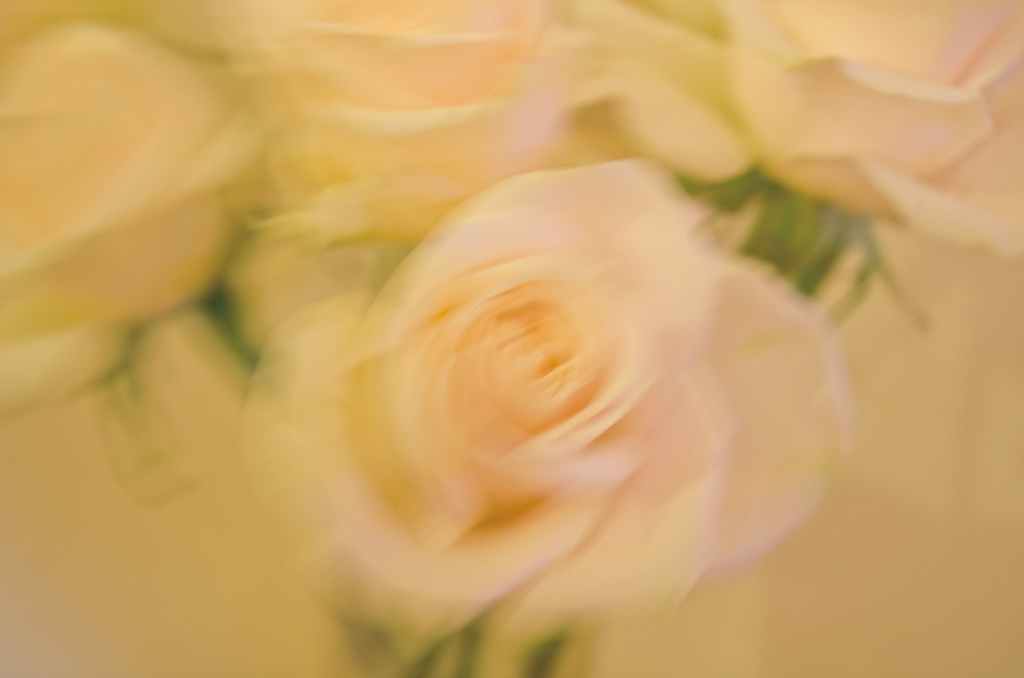 Roses ICM by salza