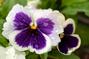 4th Aug 2013 - Pansy