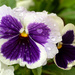Pansy by richardcreese