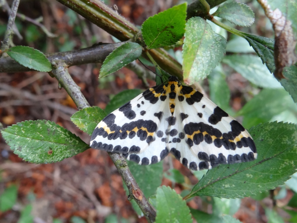Magpie moth - 04-8 by barrowlane