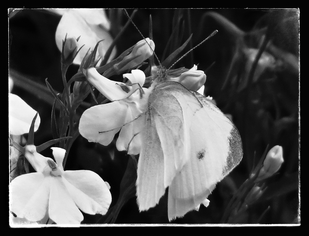 Just another cabbage white in black and white by craftymeg
