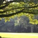 Backlit oak leaves at a South Carolina state park on a summer afternoon by congaree