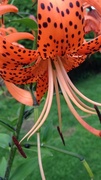 4th Aug 2013 - turk's cap lily