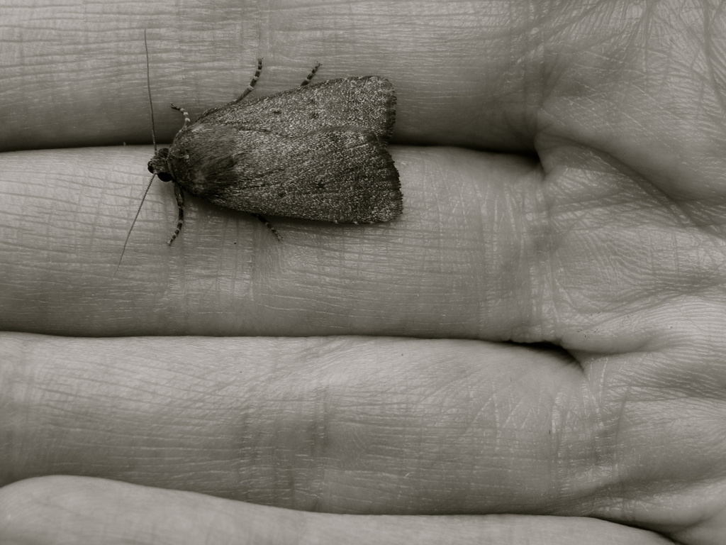 Moth in Hand by princessleia