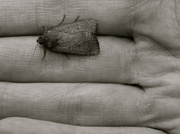 4th Aug 2013 - Moth in Hand