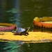 Turtle Yoga by mariaostrowski