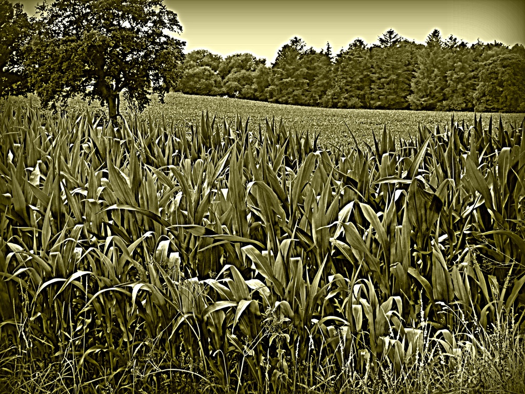Maize -- shapes & textures  by beryl