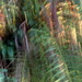 2013 08 04 Rainforest by kwiksilver