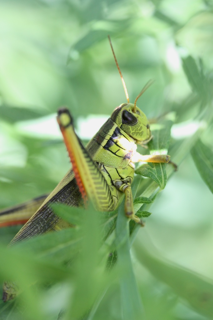 Gary the Grasshopper by mzzhope