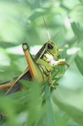 4th Aug 2013 - Gary the Grasshopper