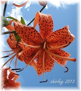 4th Aug 2013 - tiger lily