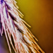 Abstract of Grasses by taffy