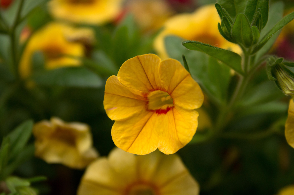 Yellow Flower by nanderson