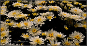 5th Aug 2013 - Chrysanthemums