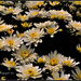 Chrysanthemums by tonygig