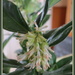 Sarcococca confusa by kiwiflora