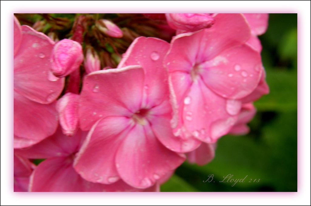 Phlox  by beryl