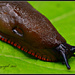 Slug by tonygig