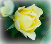 1st Aug 2013 - yellow rose bud