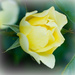 yellow rose bud by tracybeautychick