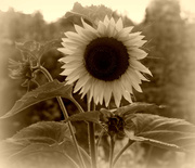 3rd Aug 2013 - Sunflower