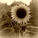 Sunflower by tracybeautychick