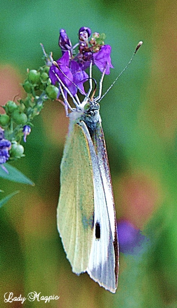 Cabbage White Butterfly. by ladymagpie