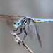 Dragonfly by Allison