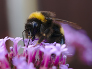 3rd Aug 2013 - Bee